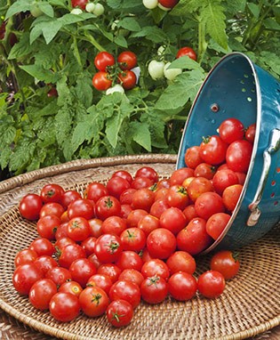Husky Cherry Red Tomato